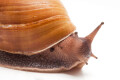 Achatina achatina monochromatica adult